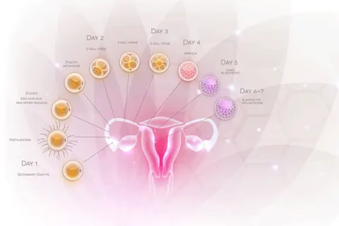 De menstruatiecyclus en zwanger worden