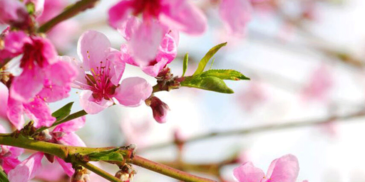 Abortus: wat komt er allemaal bij kijken en hoe ga je ermee om?