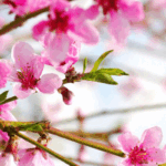 Abortus: wat komt er allemaal bij kijken en hoe ga je ermee om?