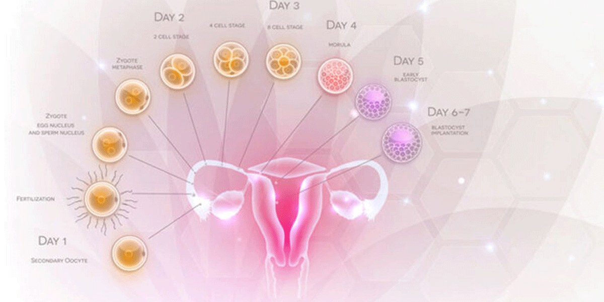 De menstruatiecyclus en zwanger worden