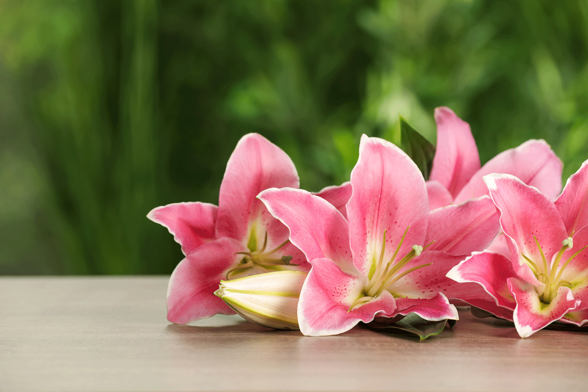 Welke bloemen staan symbool voor afscheid?
